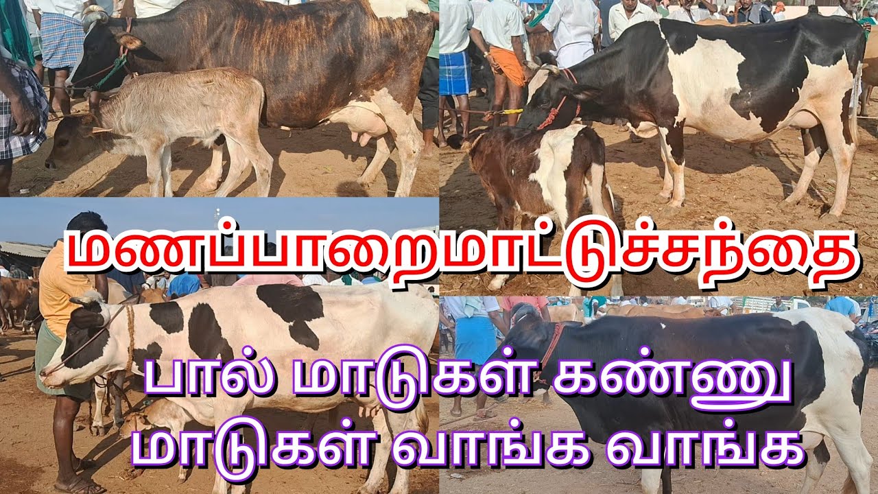 மணப்பாறை மாட்டுச்சந்தை/பால் மாடுகள் கண்ணு மாடுகள் வாங்க சிறந்த சந்தை#bull #cow #tamilyoutuber