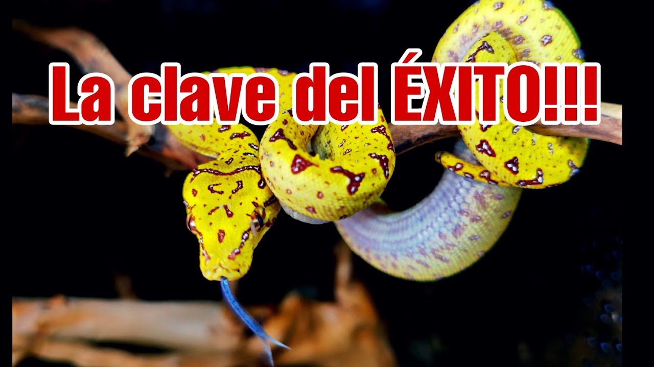 DECORACIÓN de TERRARIO para MORELIA VIRIDIS Pitón verde de árbol 🐍🐍