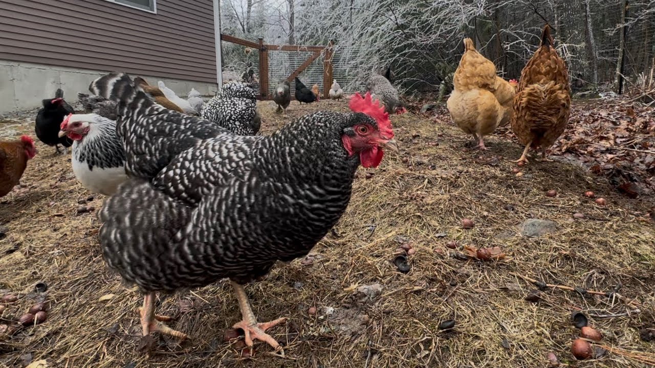 Chickens Peck Around the Yard with Ice on the Trees