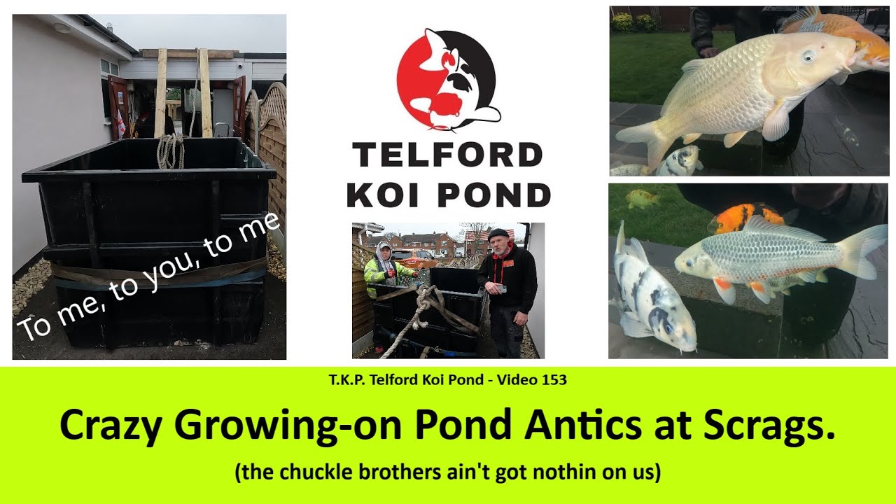 T.K.P.  Telford Koi Pond - Video 153 - Crazy Growing-on Pond Antics at Scrags #koi