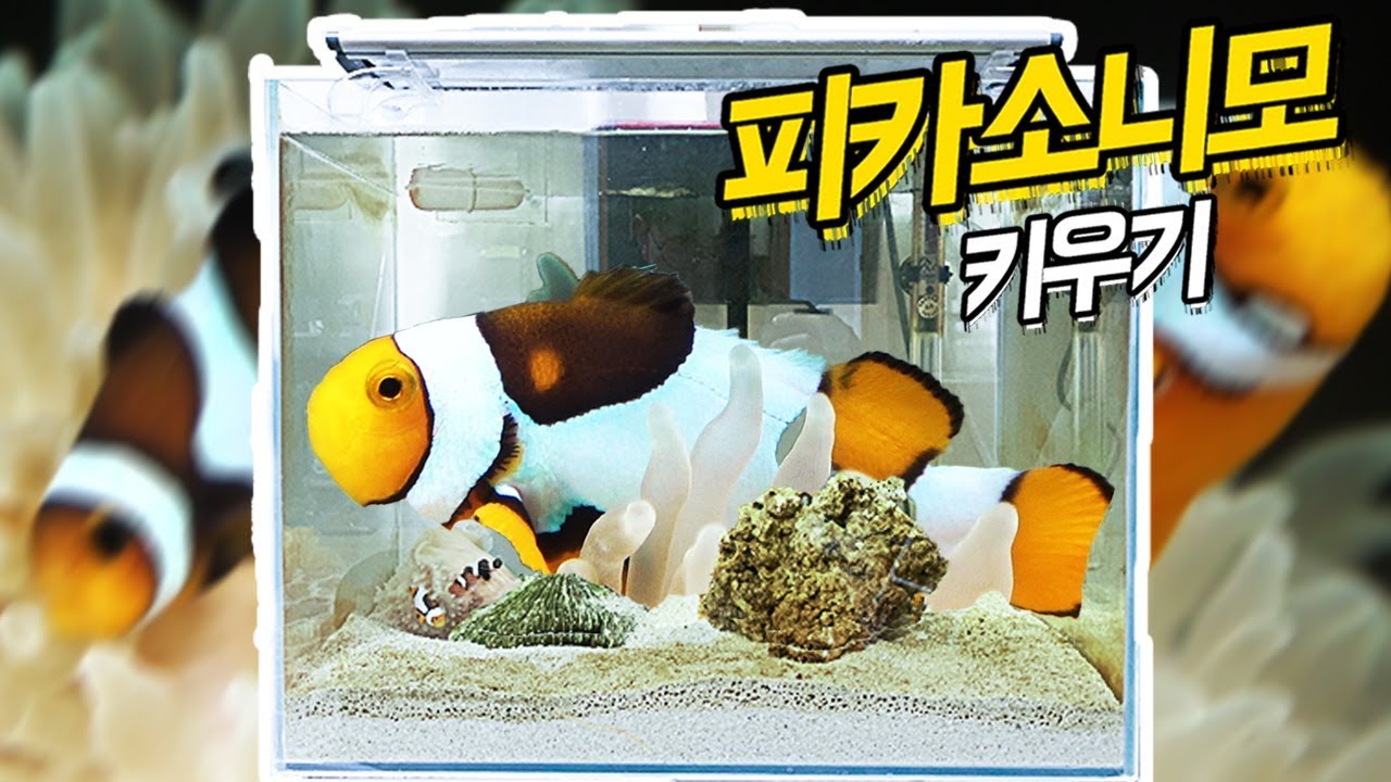 피카소 니모 키우기! 해수어항 셋팅
