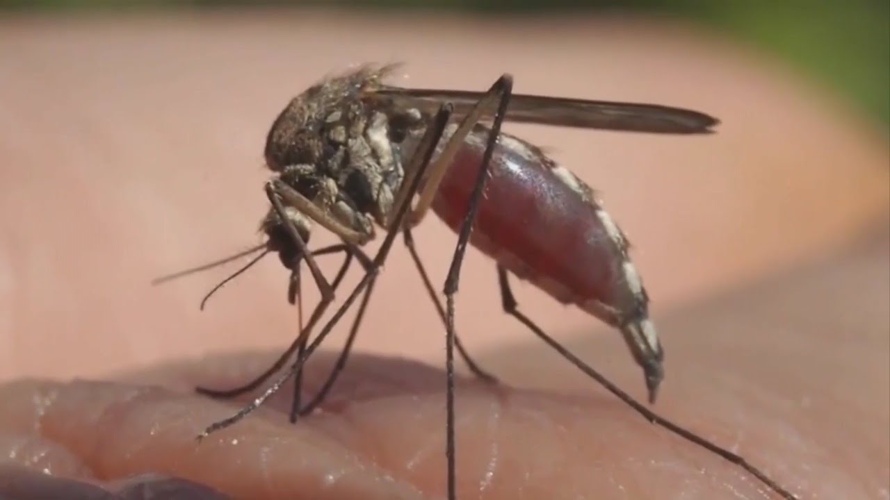 Good Question: What Good Do Mosquitoes Do?