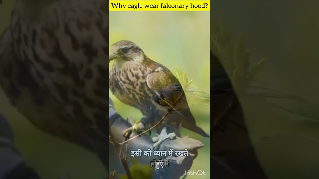 Why eagle wear falconry hood?