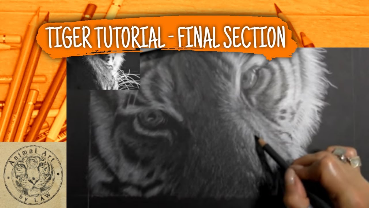 White Tiger Coloured Pencil DrawAlong - Final Section