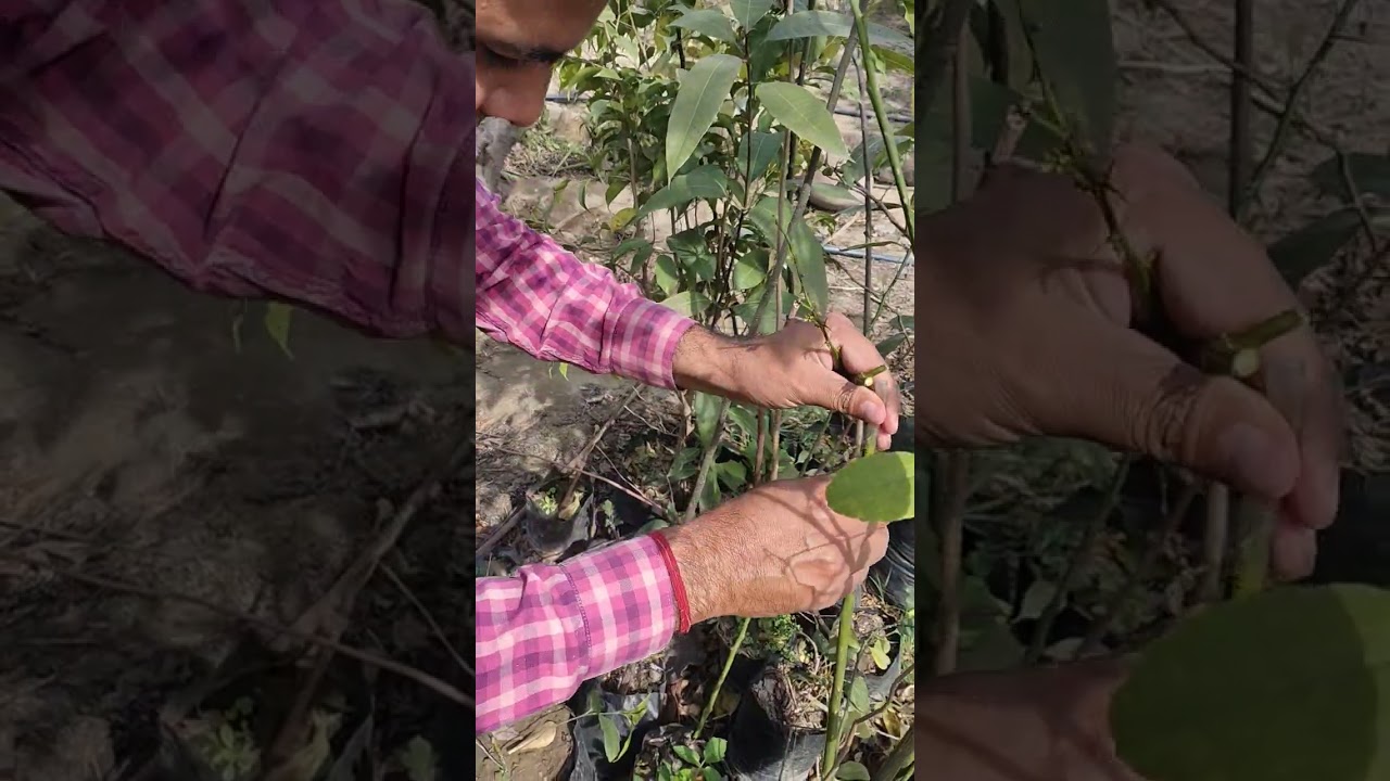 Pipe grafting 