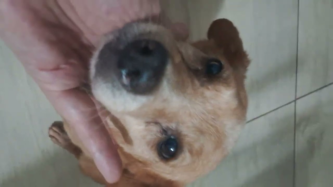 CÃO SONO 🐕  🐕 