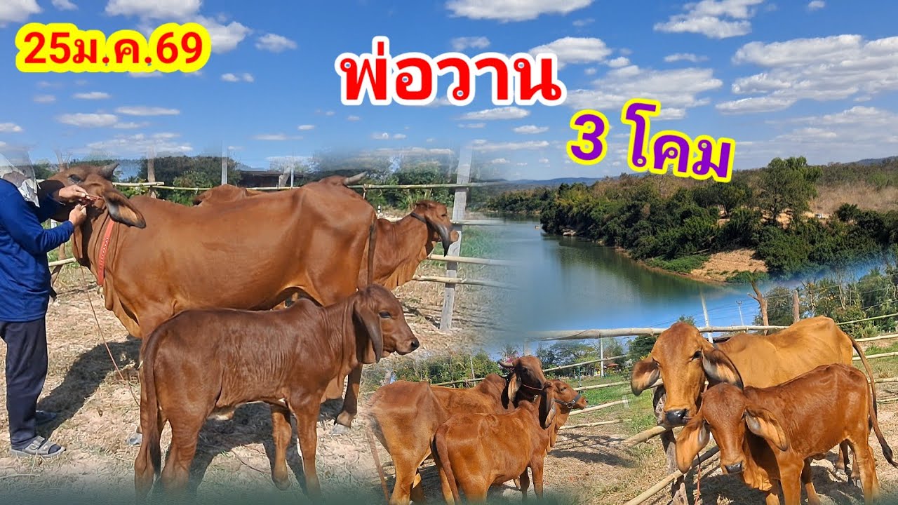 พ่อวาน 064-198-9226 บ.หนองแสง อ.ปทุมราชวงศา จ.อำนาจเจริญ 25ม.ค.69