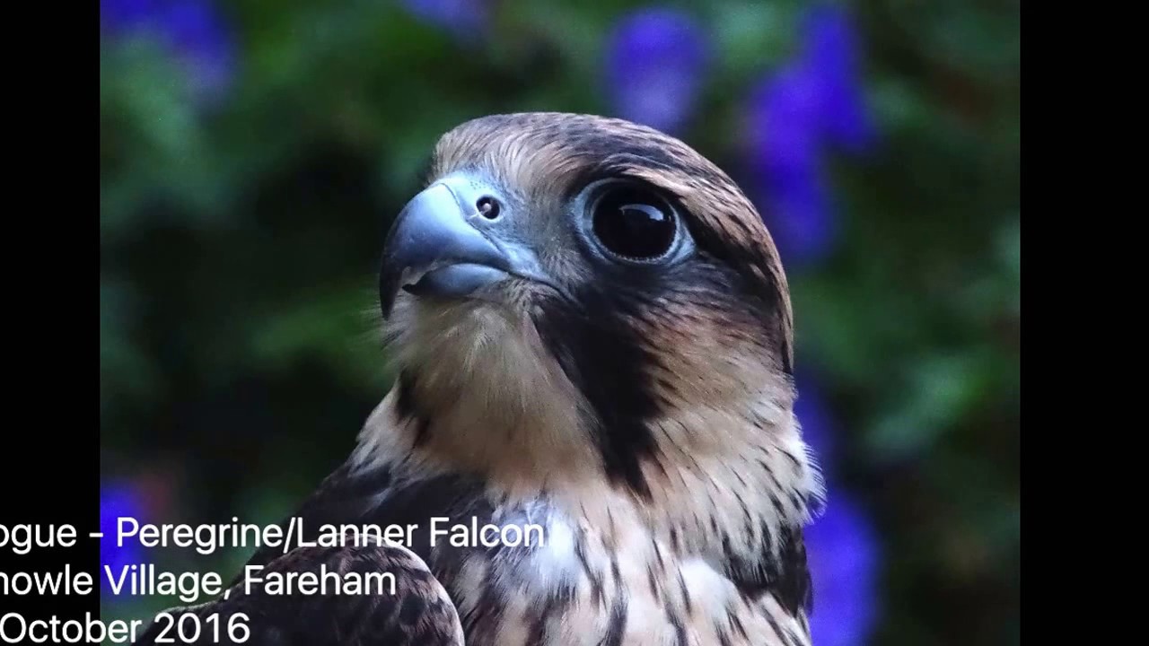 Peregrine/Lanner Falcon Lure Training | Urban Wings | UK