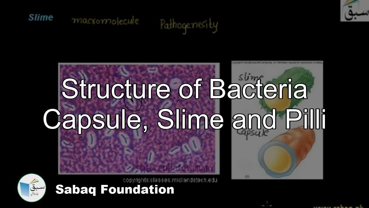 Structure of Bacteria Capsule, Slime and Pilli, Biology Lecture | Sabaq.pk