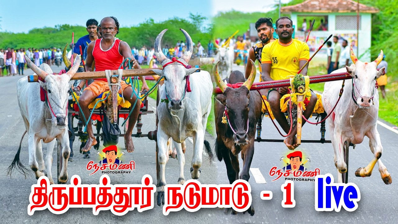 திருப்பத்தூர்  நடுமாடு லைவ் 2026 admk