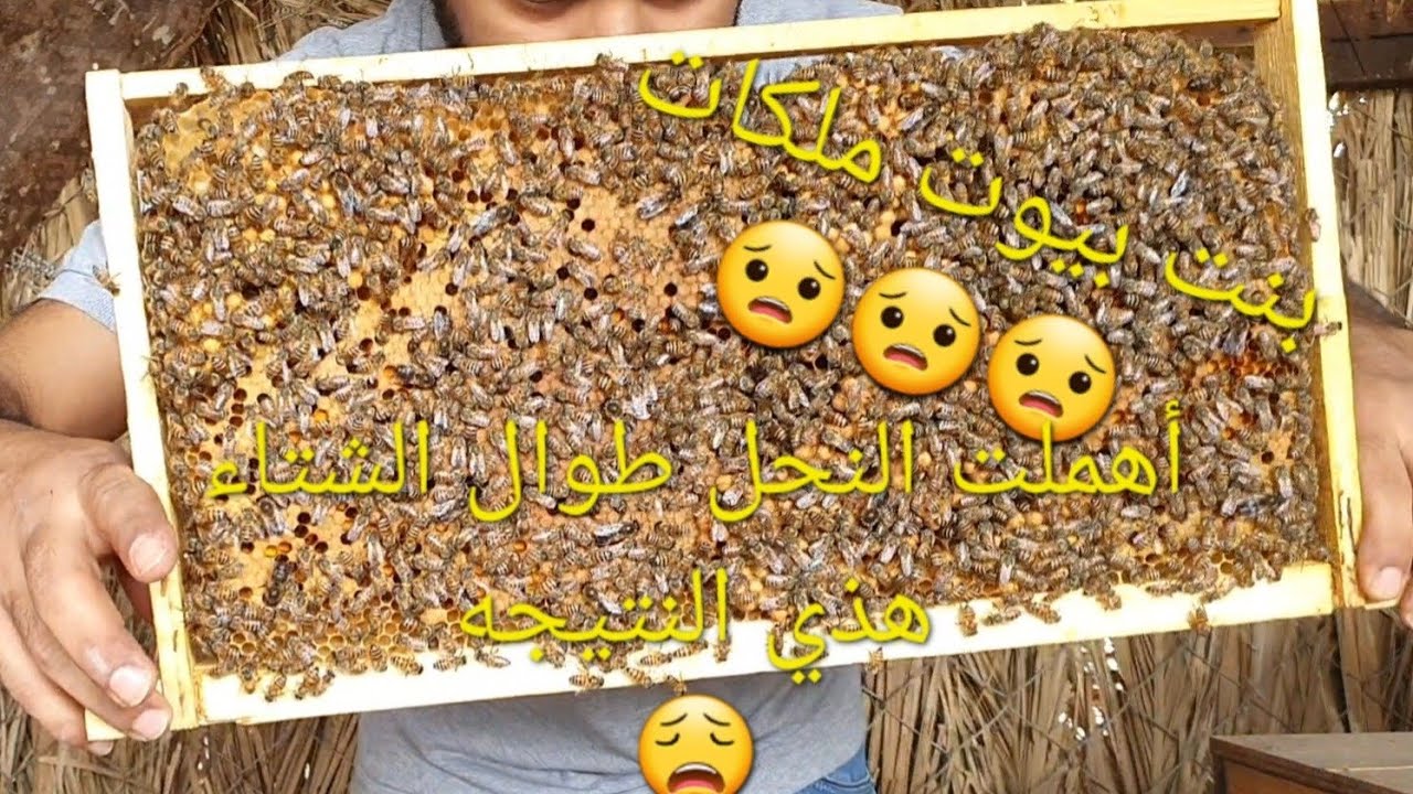 إهمال النحل وتركه لمواجهة الطبيعه