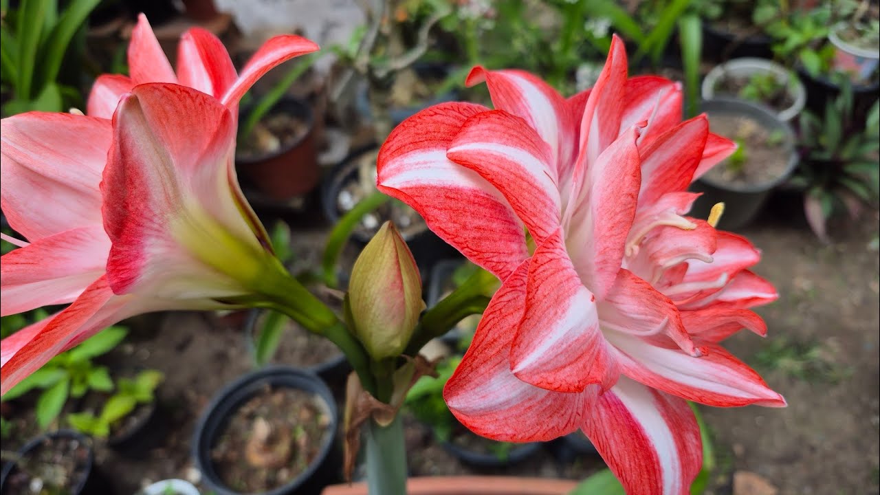 Amarilis  flor