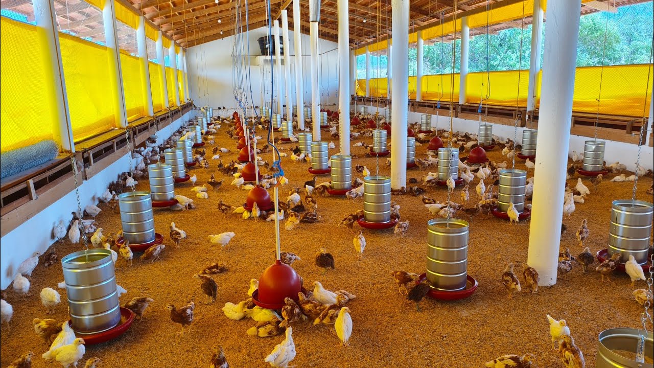 Hoje foi o dia de mudar os comedores e Veja como nossas Pintinhas estão.🐥🐓
