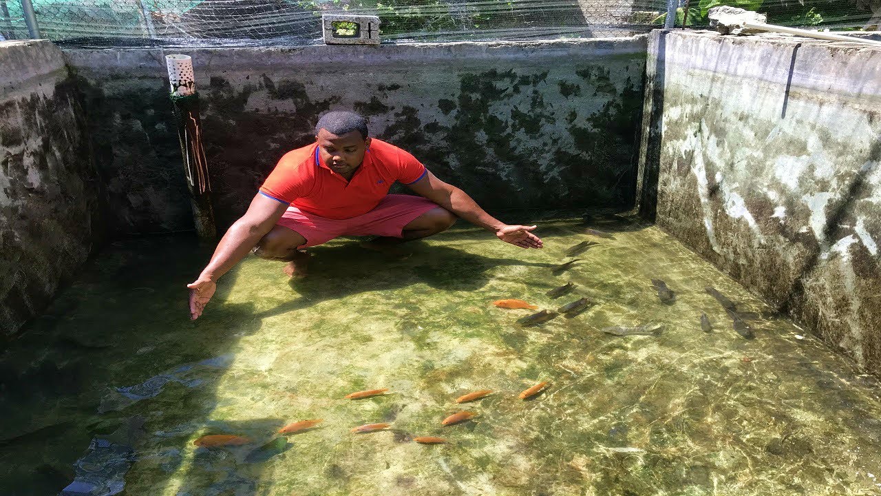 viste los grandes que estaban los peces oscar ahora te digo cómo lo alimento
