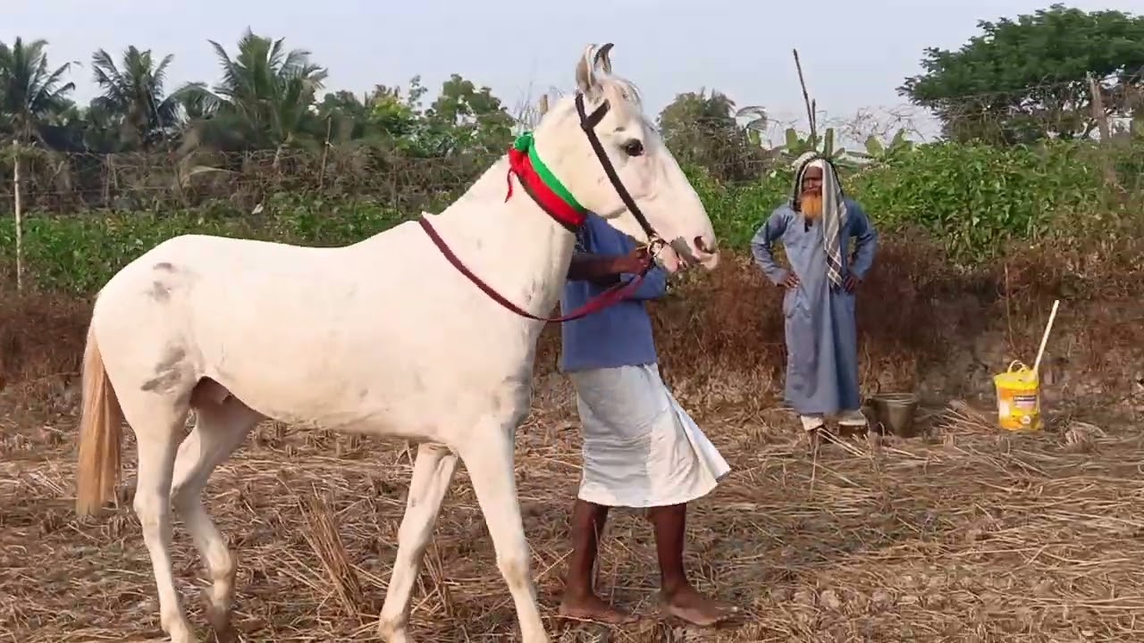 আজ ইঞ্চি ঘোড়া দৌড় হচ্ছে 🐎