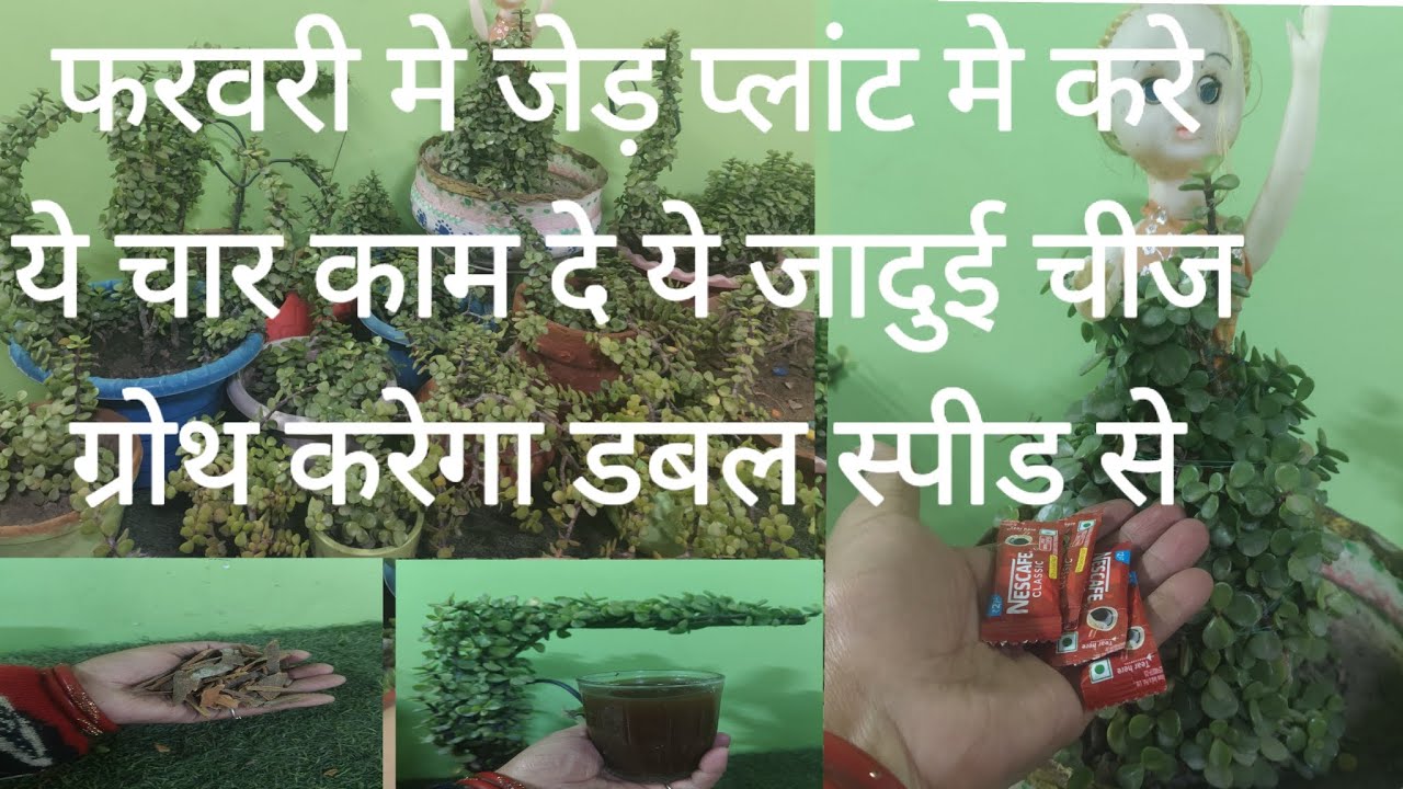जेड प्लांट को धना करने के लिये डाले ये फेटेलाइजर जंगल जैसा घना हो जायेगा । succalent Plant care Tips