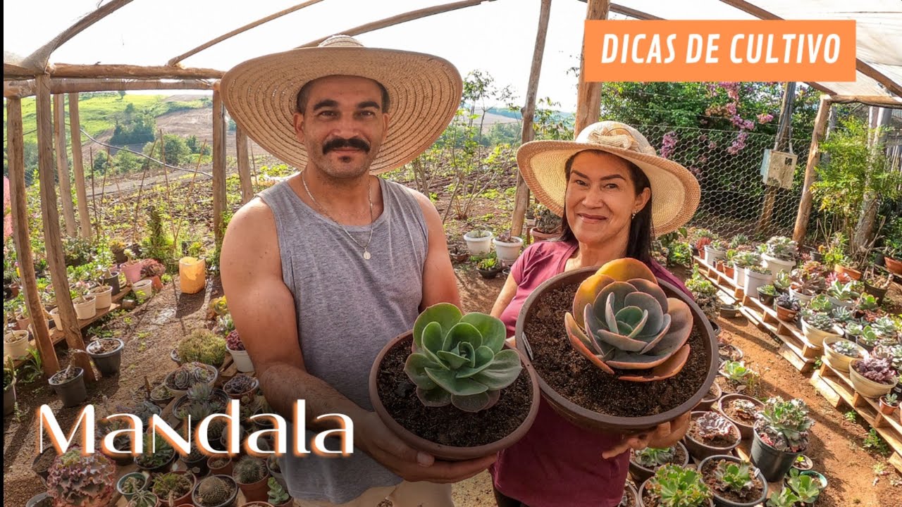Dicas de cultivo da mandala