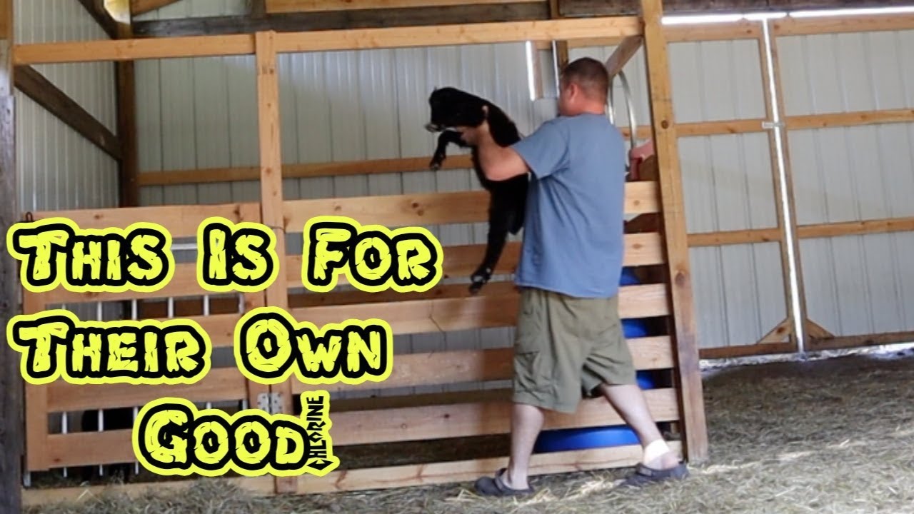 Trying To Teach Baby Goats To Use A Creep Feeder