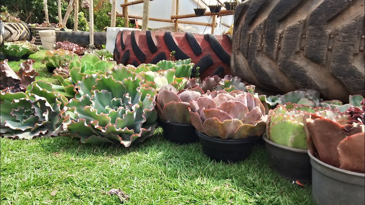 Podas das híbridas dos pneus de trator 🚜😍🪷