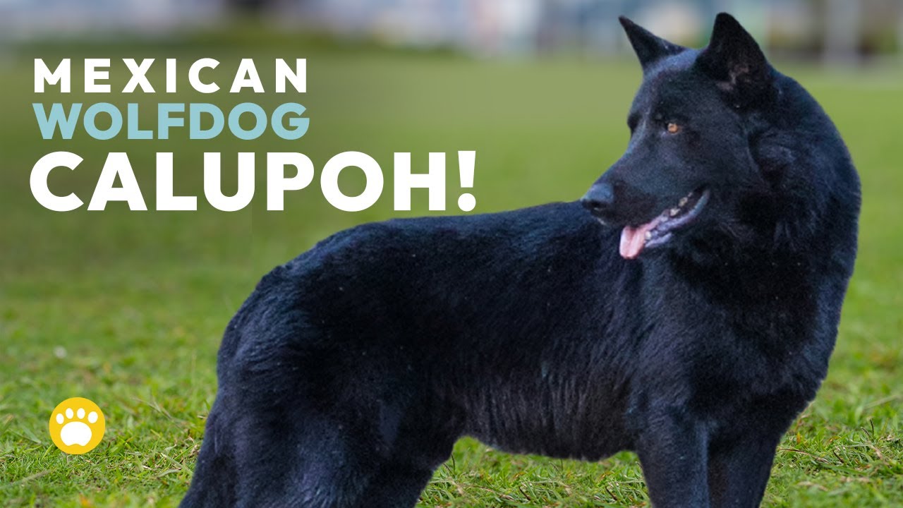 Калупо (мексиканская волчья собака) 101