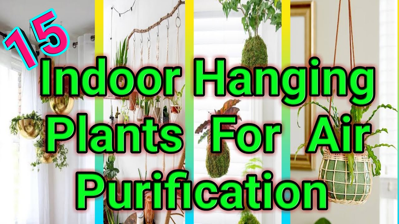 15 Indoor hanging Plants at home to Purify the air
