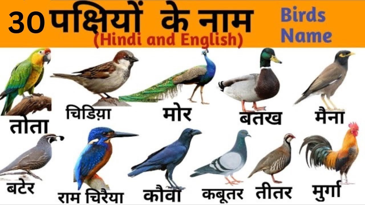 Birds Names | पक्षियों के नाम | Birds Names with Pictures | Birds Name in English and Hindi