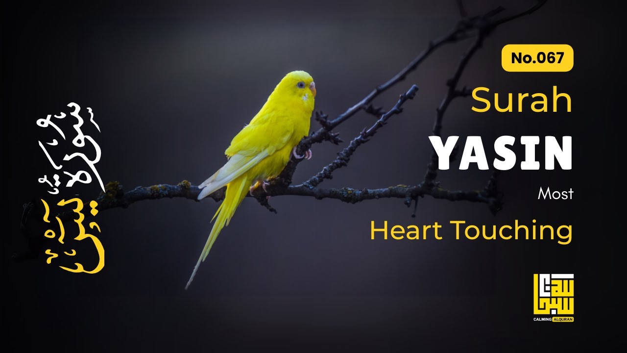 Yasin Surah Beautiful Recitation (سورة يس) ✦ Relaxing Sound ✦ Relaxation Ad-Free
