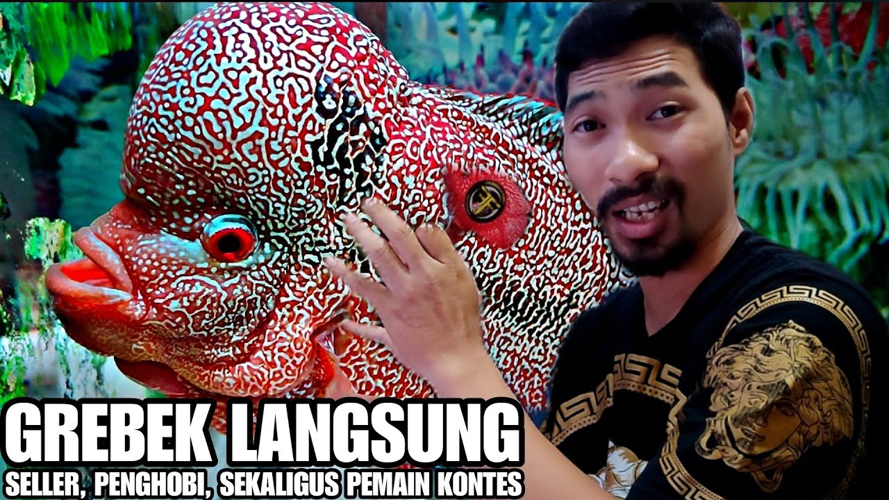 WoOW !!! GREBEK LANGSUNG BASECAMP FAMILY FLOWERHORN BANYAK GACOAN LOUHAN KONTES