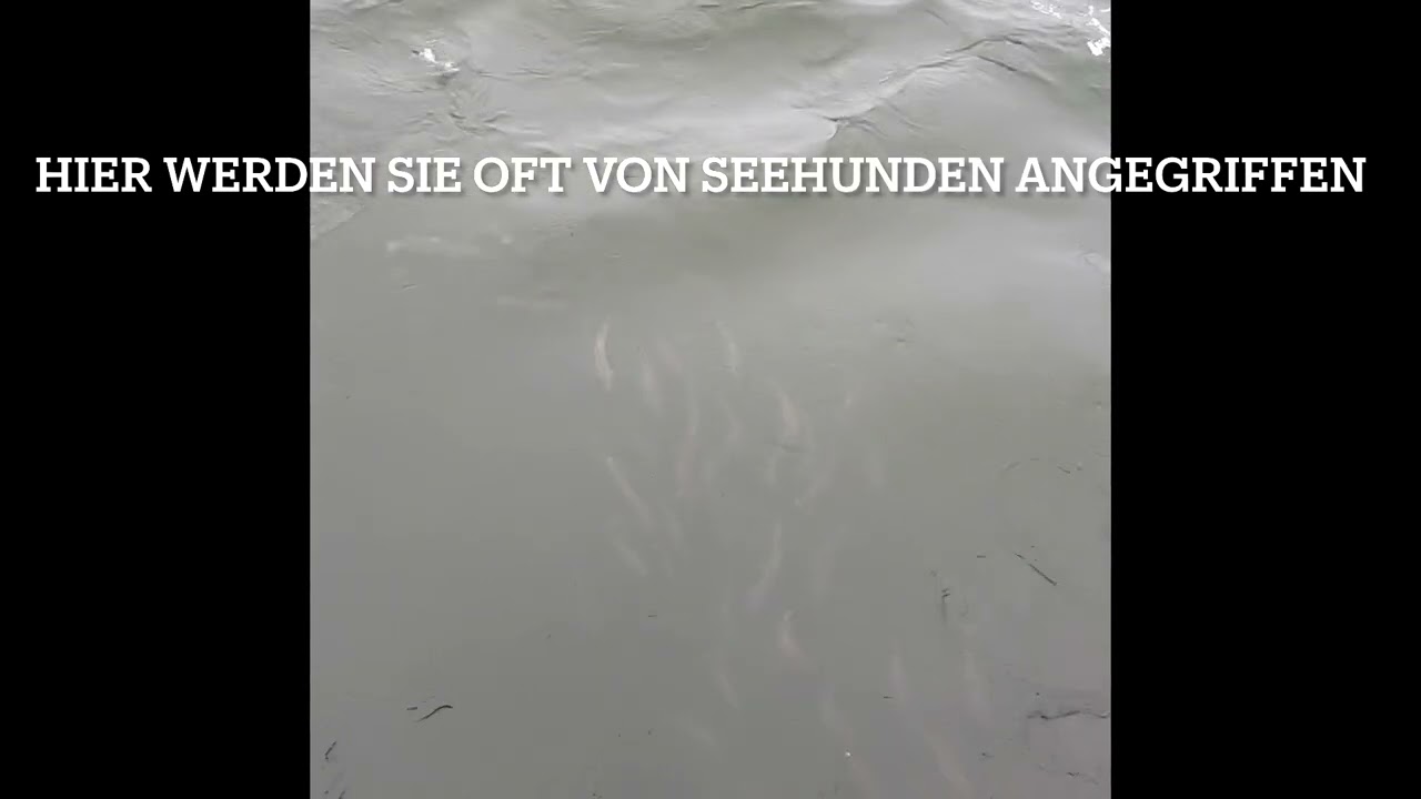 Die Lutzis beim Lachsangeln im Skjern Au, Dänemark