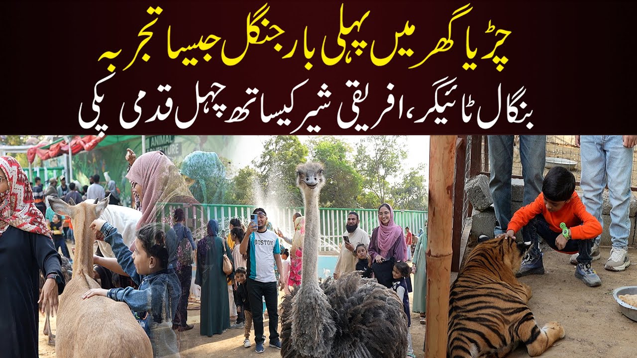 Karachi Zoo Like Never Before | Walk with Tigers & Lion