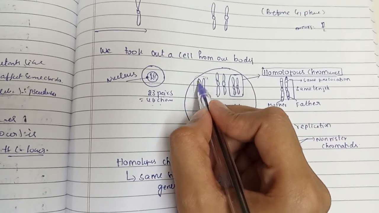 Chromosome chromatid homologous chromosome alleles genes sister and non sister chromatids