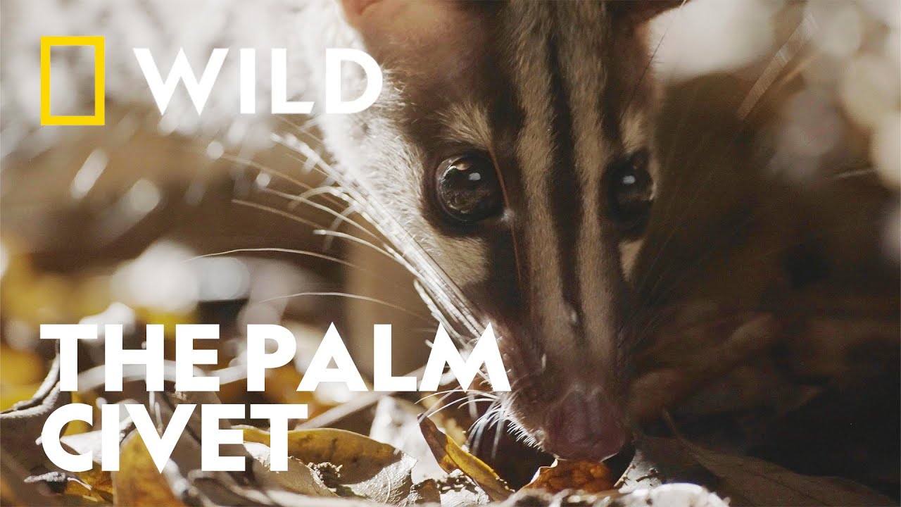 The Owston's Palm Civet | Wild Vietnam | National Geographic WILD UK