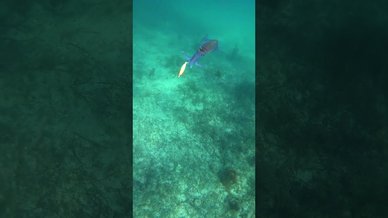 #squid