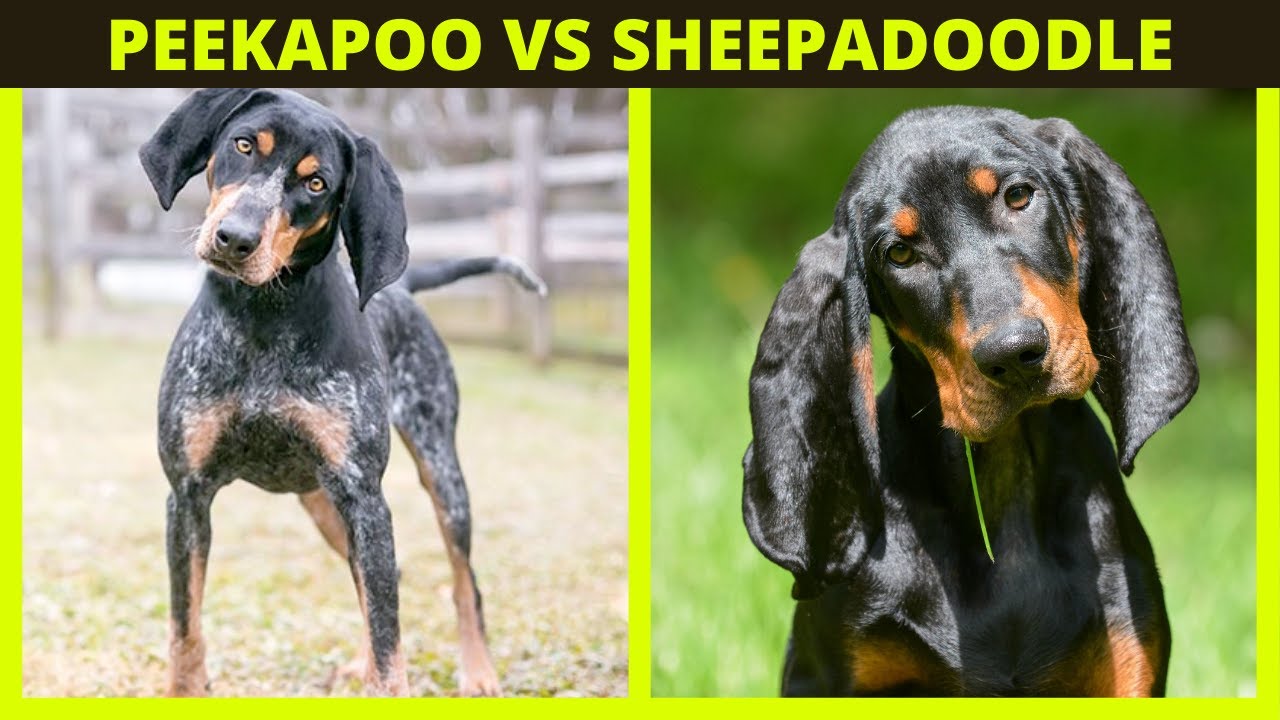 BLUETICK VS TAN COONHOUND | Whats the difference between the bluetick and tan coonhound