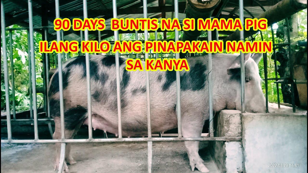 FEEDING GUIDE | ILANG KILO ANG PINAPAKAIN NAMIN SA AMING BABOY NA 90 DAYS NG BUNTIS