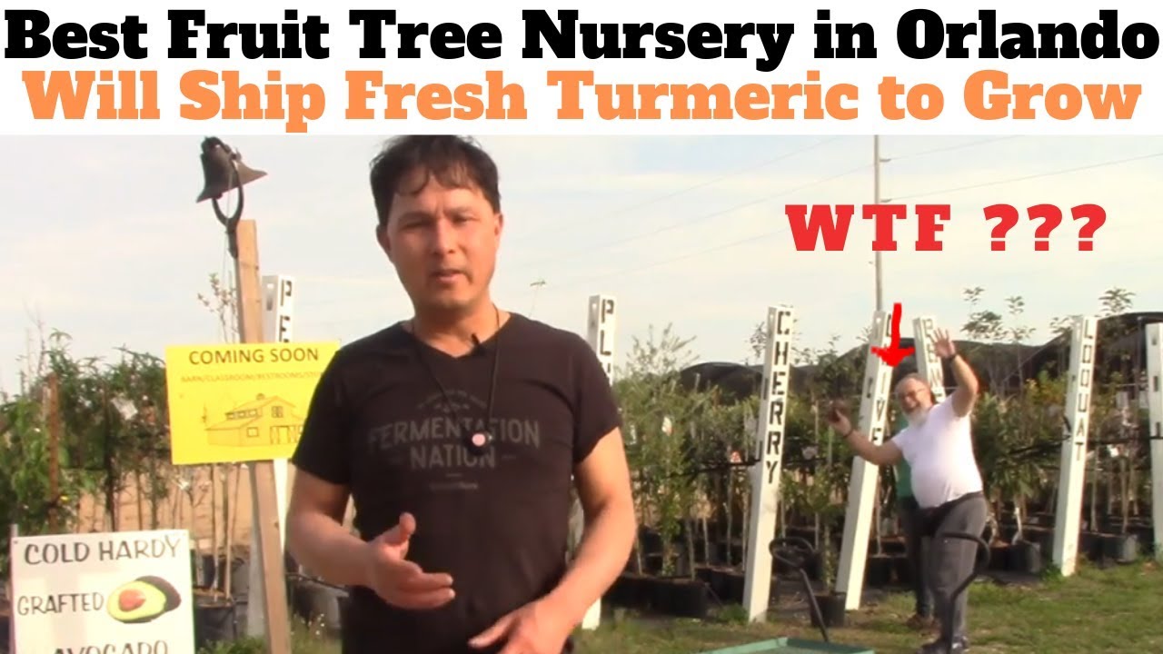 Best Fruit Tree Nursery in Orlando will Ship You Organic Turmeric to Grow or Eat