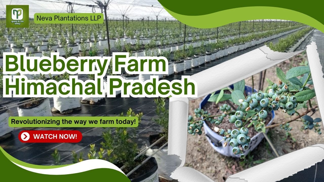 Blueberry in Himachal pradesh- Neva planatations Palampur