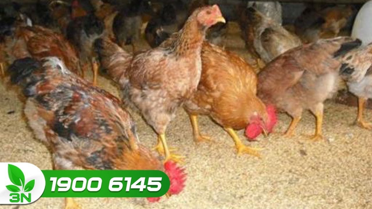 Phân biệt bệnh cầu trùng ruột non và viêm ruột hoại tử ở gà | VTC16