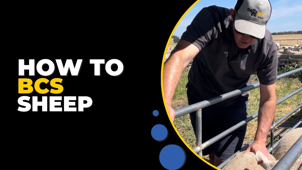 How to body condition score sheep