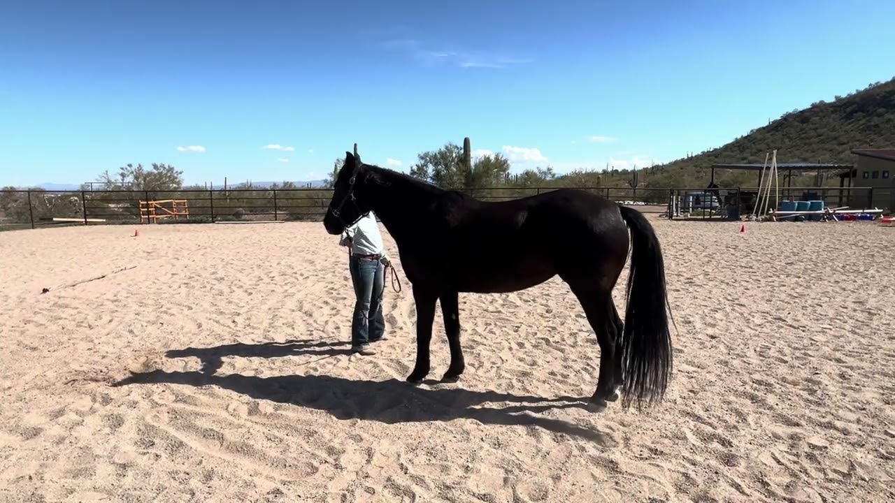 Class #111 Ranch Ground Handling February 2026- RCR Harley/Nicole Olmedo