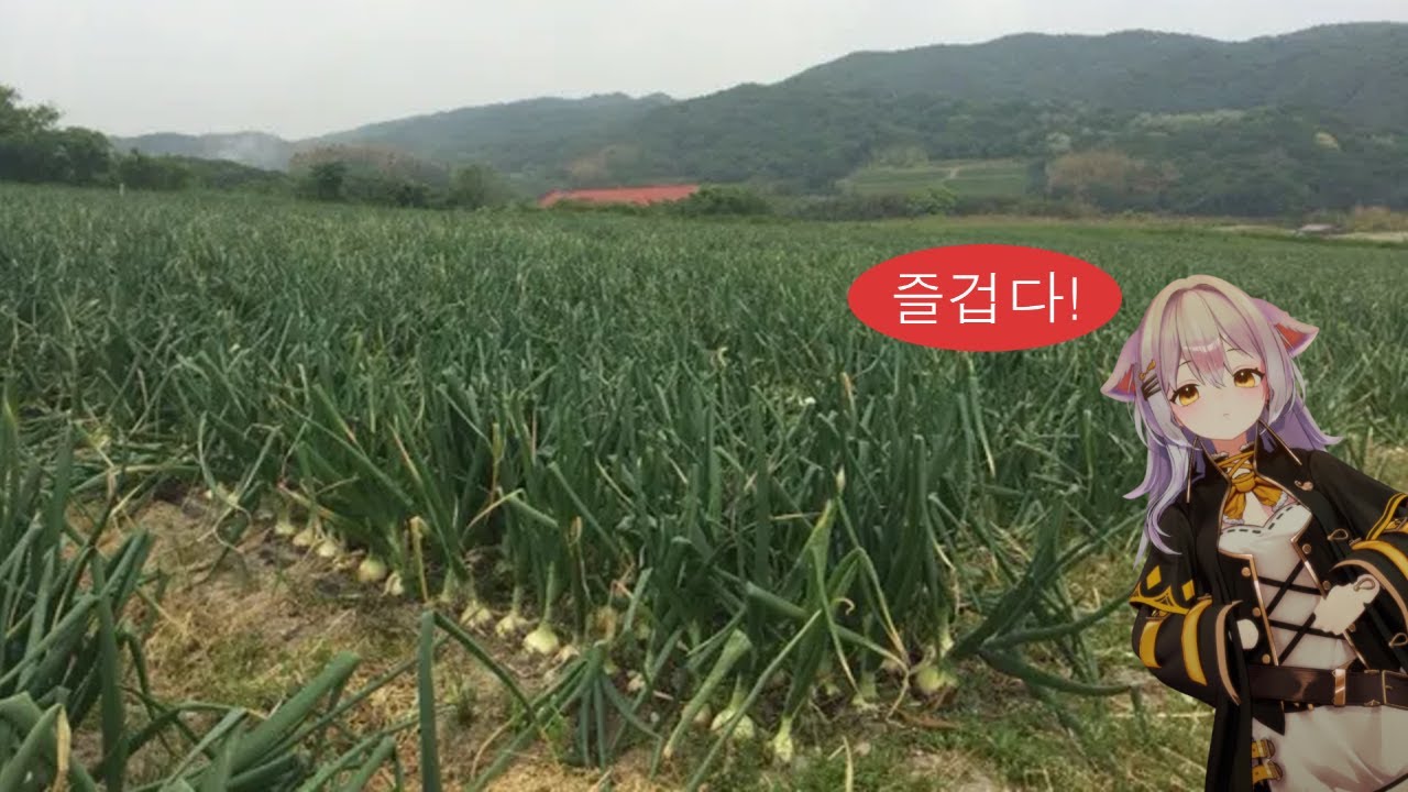 양파 농가살리는건 하시요
