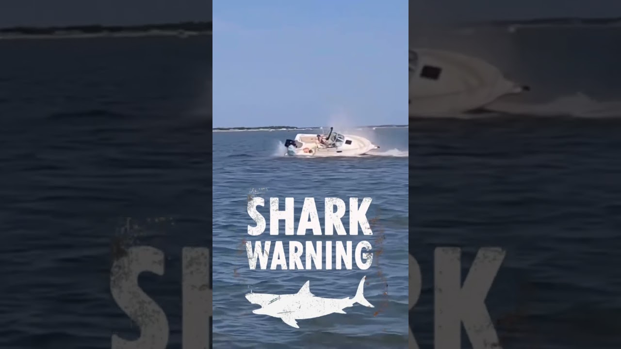 Great White Shark Knocks Man Overboard! 😱🦈