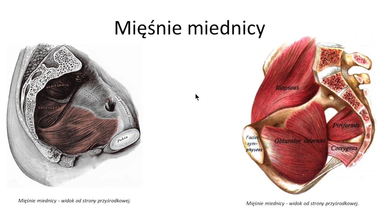 Mięśnie miednicy i krocza (wstęp)