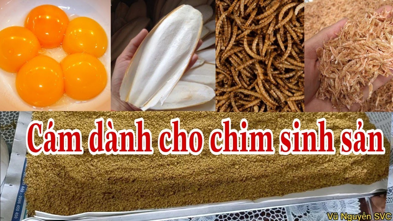 Chia sẻ cách làm cám trứng giàu dưỡng chất cho chim sinh sản đạt hiệu quả cao nhất.