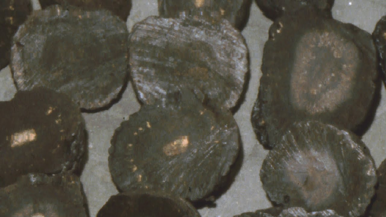 The Geologic Oddity in the Deep Ocean; Millions of Valuable Manganese Nodules