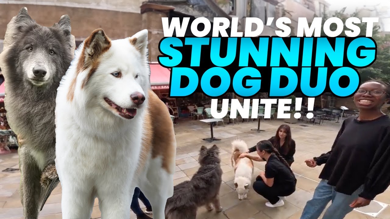 When a Wolf Dog and Husky Meet... The Internet Breaks!!