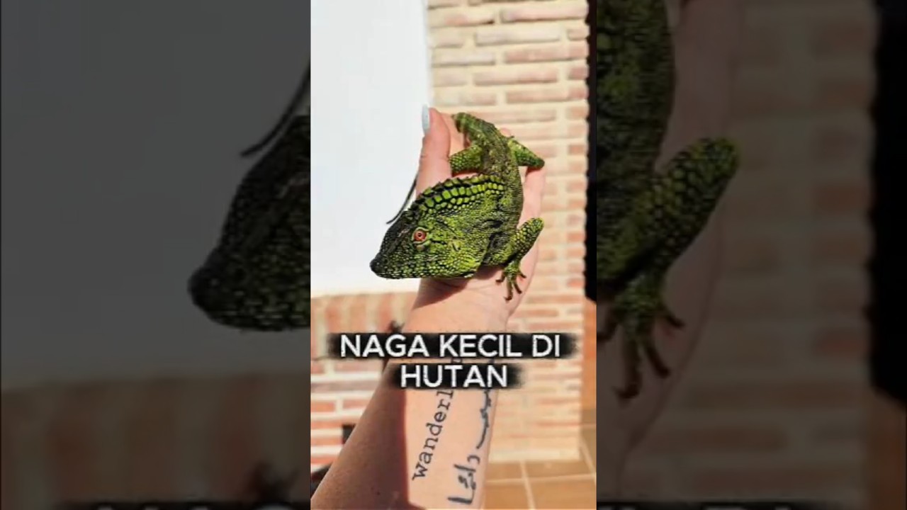 Kenapa Gonocephalus doriae abbotti Disebut Naga Hutan?