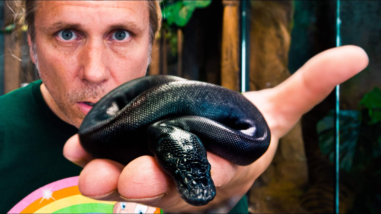 A SOLID BLACK BALL PYTHON HATCHED!!! RARE AND GORGEOUS SNAKE!! | BRIAN BARCZYK