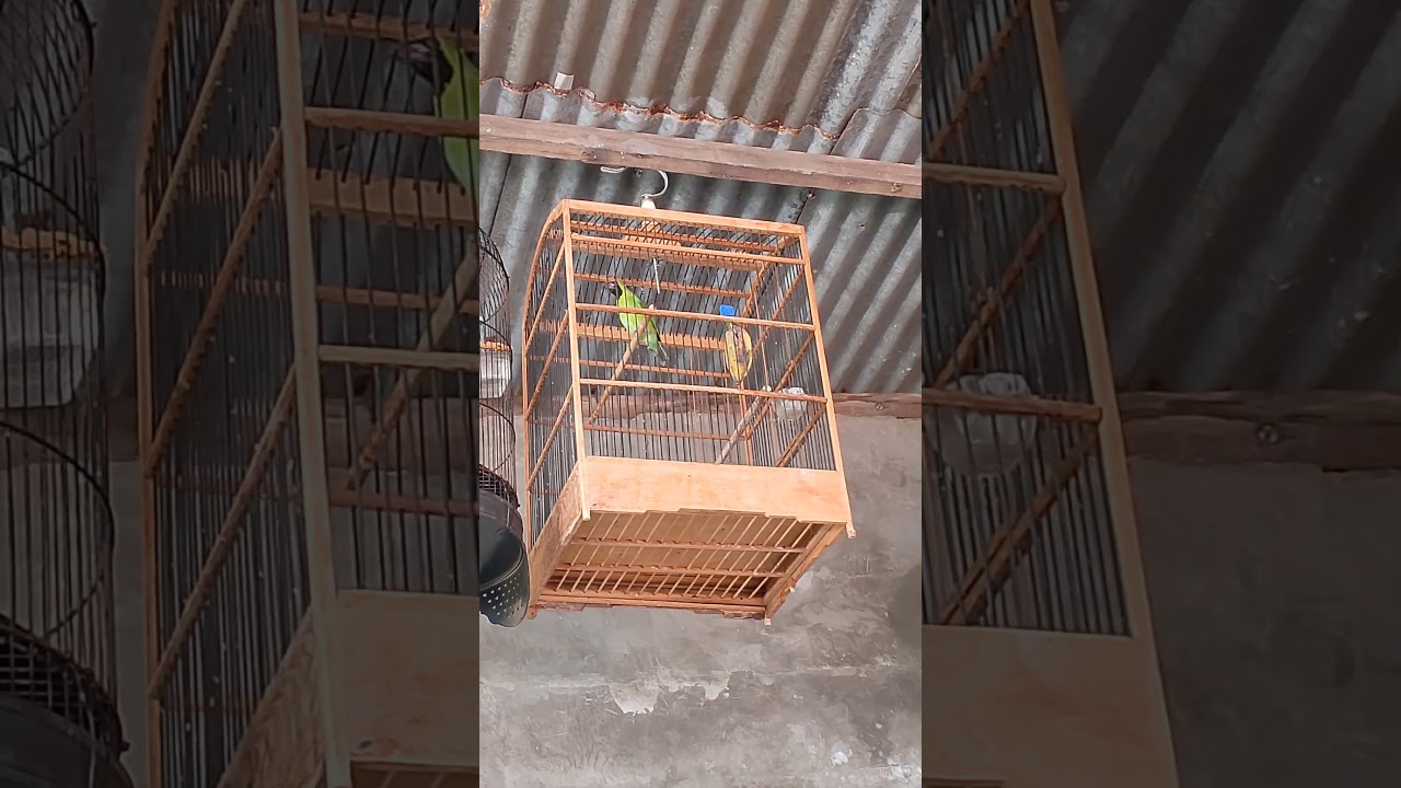 Cucak ijo bahan gacoran #cucakijo #cucakijogacor #cucakijongentrokjambul #cucakijoisiankasar #cucaki