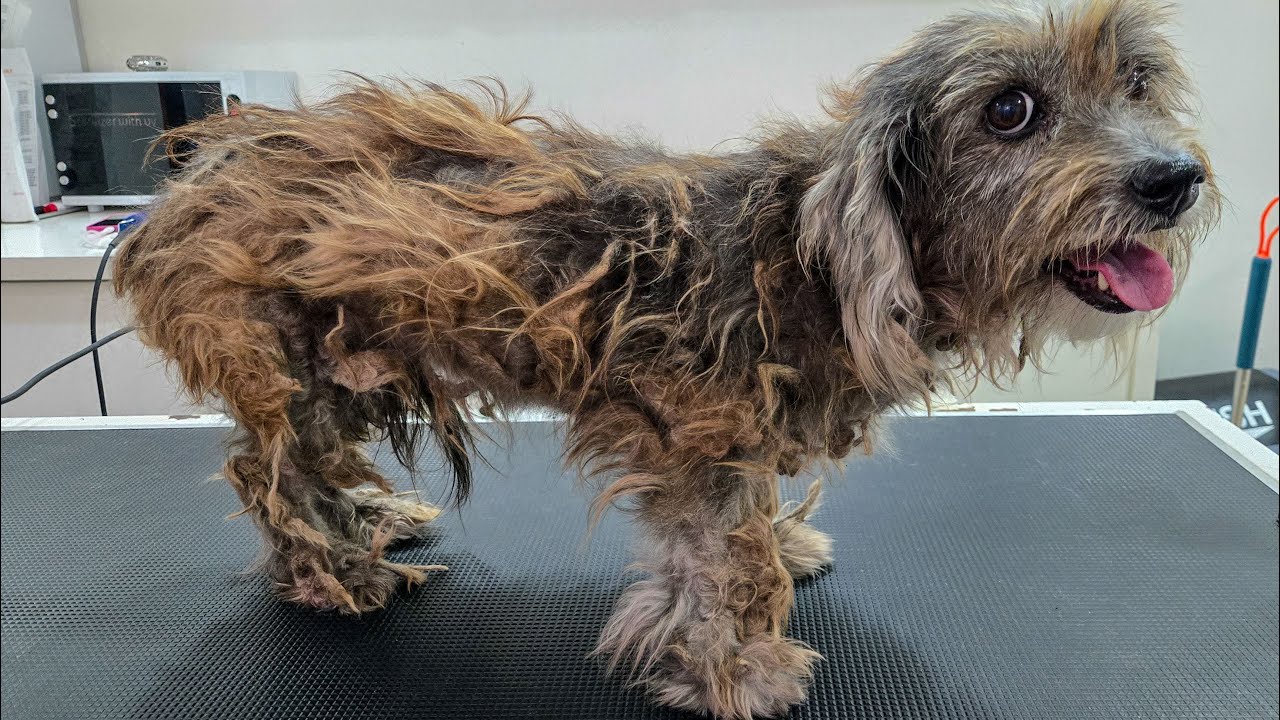 Tick Infested & Severely Matted Dog Gets Life Changing Groom!